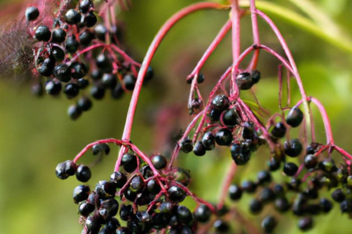 Czarny bez: kiedy zbierać kwiaty, a kiedy owoce?