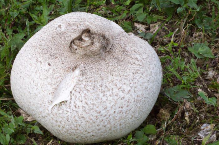 Czasznica olbrzymia — opis grzyba z rodziny purchawkowatych