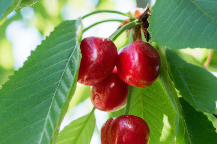 Czeremcha amerykańska (łac. Prunus serotina) – właściwości i zastosowanie powszechnie występującego krzewu