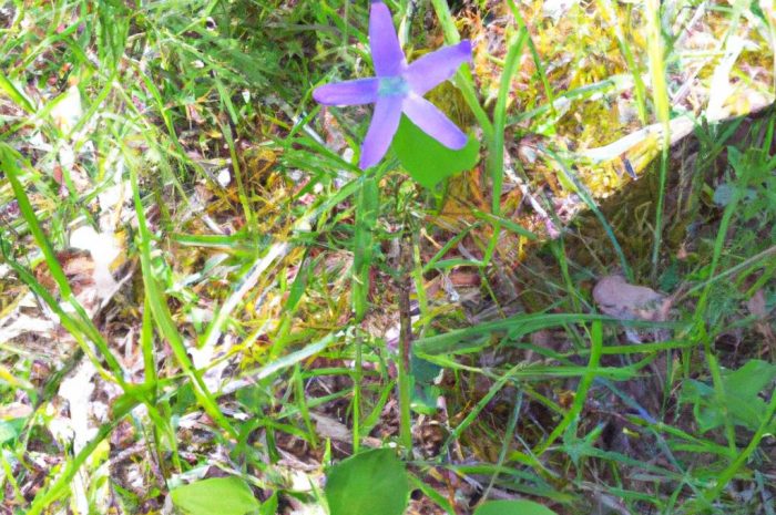 Czeremcha zwyczajna (Padus padus) – gatunki w Polsce oraz właściwości rośliny. Jakie są cechy tego krzewu?