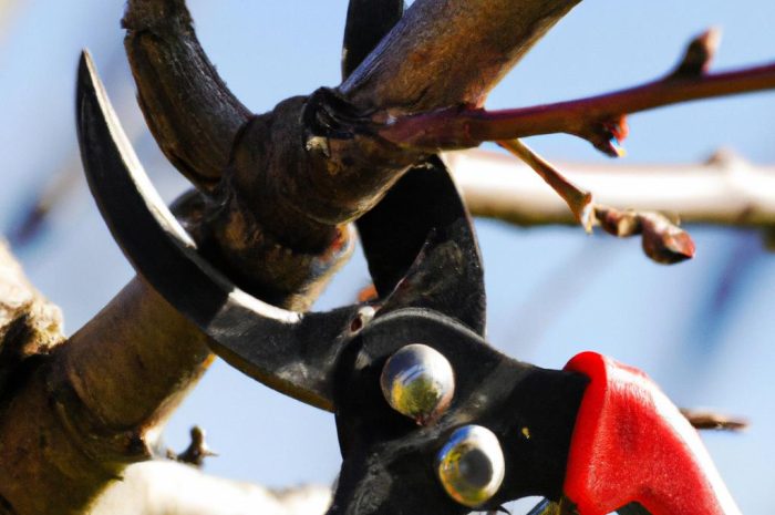 Czereśnia – zabiegi pielęgnacyjne, przycinanie i pryskanie drzew owocowych