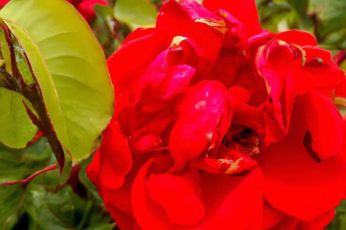 Czermień błotna – wygląd, uprawa oraz pielęgnacja