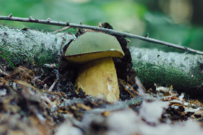 Czernidłak pospolity – poznaj ten pospolity w Polsce gatunek grzyba