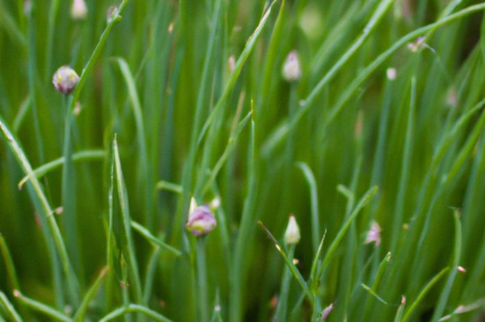 Czosnaczek pospolity – charakterystyka, uprawa i właściwości rośliny