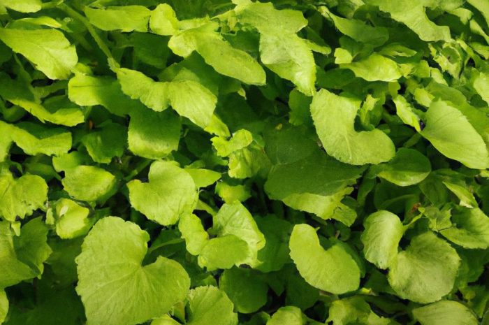 Czosnek niedźwiedzi – uprawa w doniczce i ogrodzie