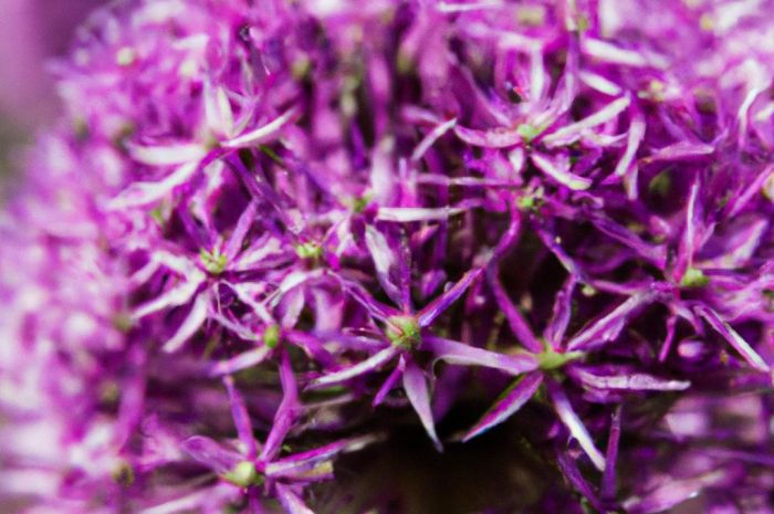Czosnek ozdobny (Allium giganteum) – stanowisko, uprawa, pielęgnacja
