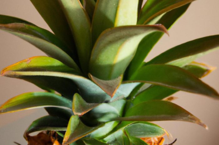 Czy ananas jadalny (Ananas comosus) da się wyhodować w domu?