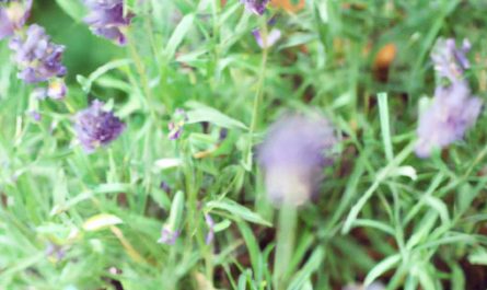 Azalia wielkokwiatowa – jak wygląda jej uprawa w ogrodzie? Sprawdź, jak o nią zadbać, by pięknie kwitła!