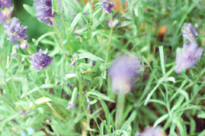 Czy lawenda francuska może być uprawiana na balkonie? Zasady pielęgnacji Lavanduli stoechas w doniczce