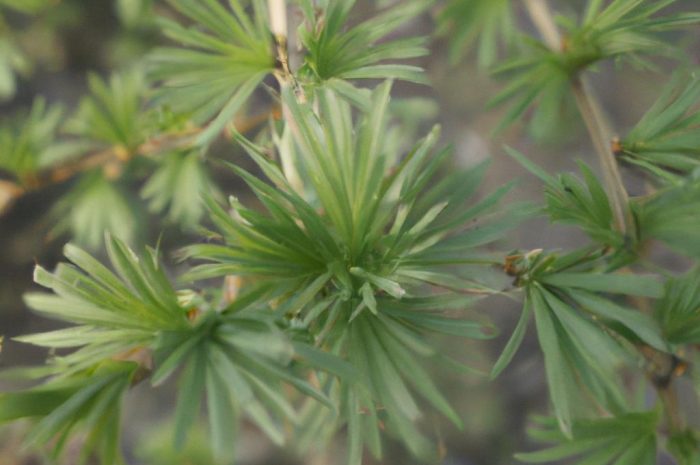 Czy modrzew europejski jest łatwy w uprawie? Wymagania, stanowisko i zimowanie Larix decidua