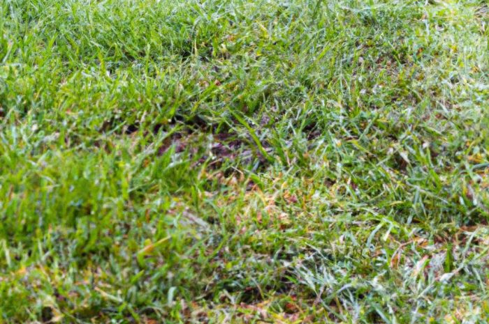 Czy można kosić mokrą trawę? Zasady koszenia trawnika i inne praktyczne porady, które pomogą Ci go pielęgnować