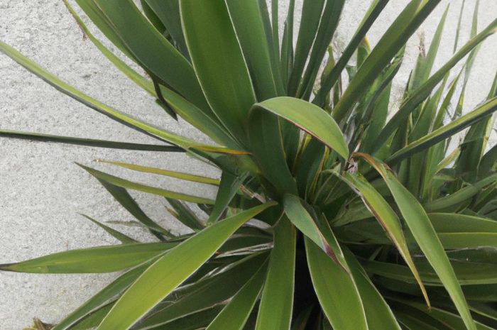 Czy nawóz do juki ogrodowej jest konieczny, by zakwitła?