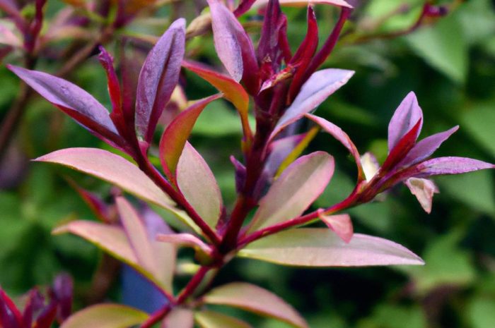 Czy pęcherznica kalinolistna to najlepsza roślina na żywopłot? Poznaj najważniejsze cechy tego krzewu!