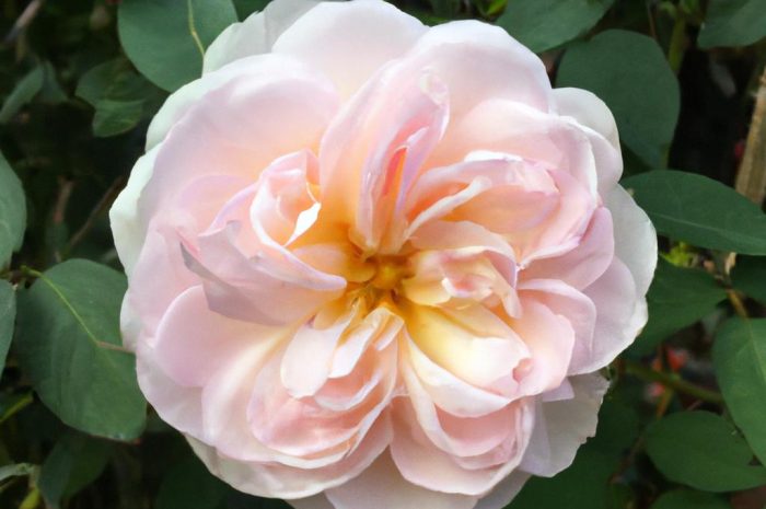 Czy róża angielska jest mrozoodporna? Poznaj kwiaty Davida Austina