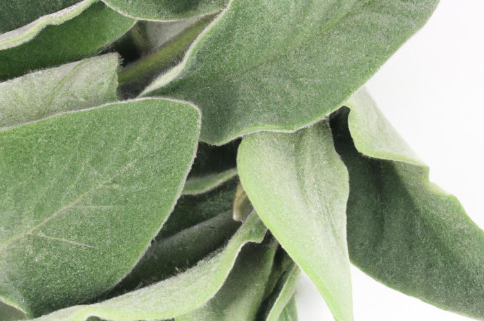 Czyściec wełnisty, czyli stachys byzantina – rozmnażanie, uprawa i pielęgnacja rośliny