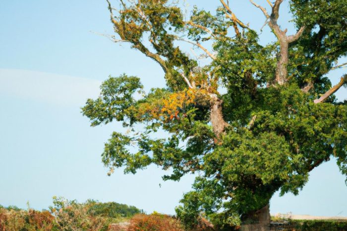Czym charakteryzuje się dąb omszony? Jakie ma wymagania uprawowe?