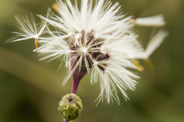 Czym jest aksamitka rozpierzchła i jak ją hodować? Sprawdź przydatne informacje o uprawie tej rośliny!