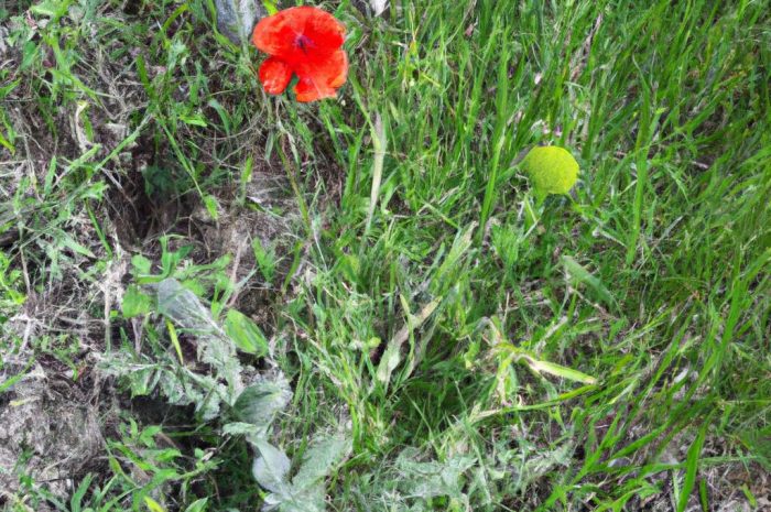 Czym jest łąka kwiatowa i jak wykorzystać jej potencjał w ogrodzie? Sprawdź ciekawe informacje na temat łąki kwietnej!