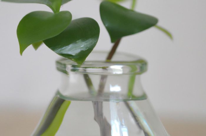 Czym jest przęśl dwukłosowa? Sprawdź podstawowe i przydatne informacje na temat jej uprawy w swoim przydomowym ogródku!