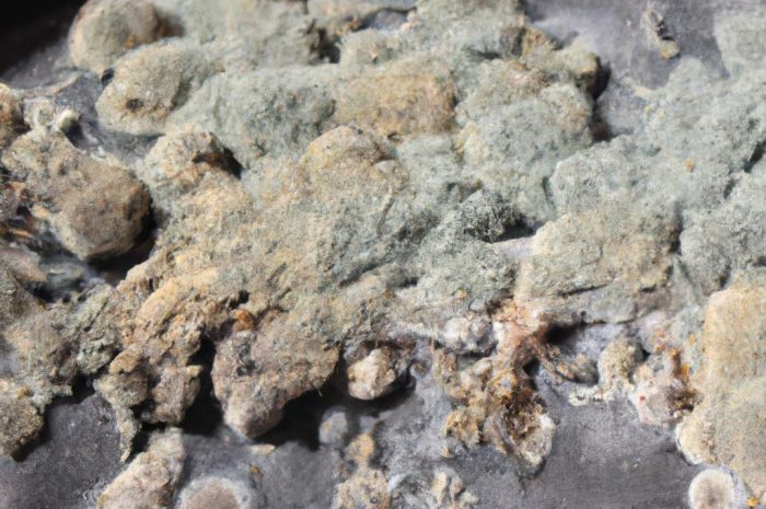 Czym jest szara pleśń w ogrodzie lub na roślinach hodowanych w doniczce? Sprawdź, jak zwalczać Botrytis cinerea!