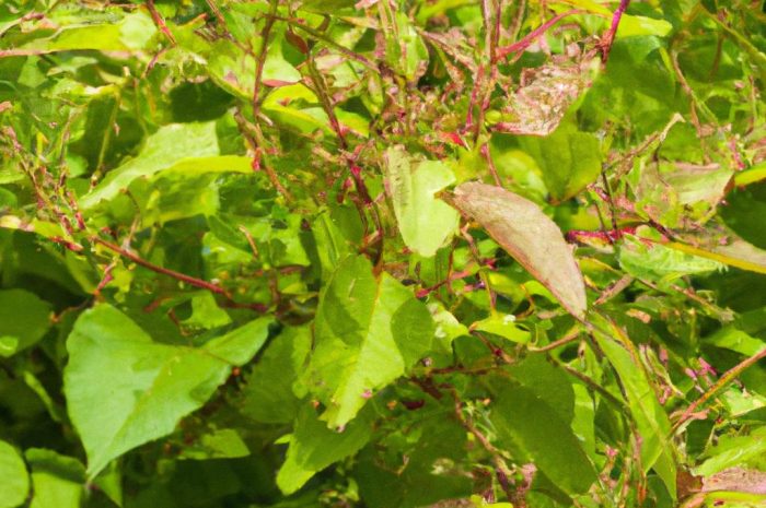 Czym jest szczwół plamisty i czemu jest niebezpieczny?