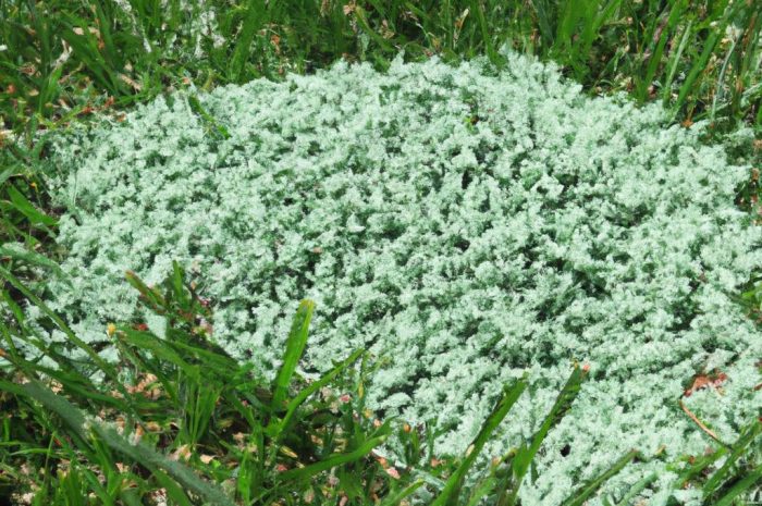 Czym jest wapnowanie trawnika i kiedy się je wykorzystuje? Sprawdź przydatne informacje na temat nawożenia gleby wapnem!
