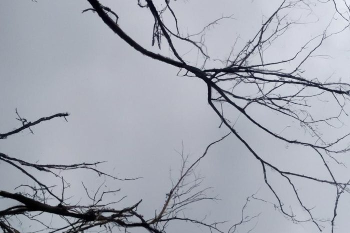 Czym podlać drzewo, żeby uschło? Najlepsze sposoby!