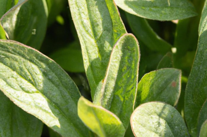 Dabecja kantabryjska – jakich warunków w ogrodzie potrzebuje Daboecia cantabrica?