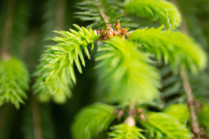 Daglezja zielona (Pseudotsuga menziesii) – uprawa długowiecznego drzewa iglastego