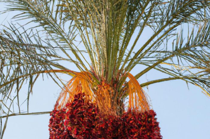 Daktylowiec niski – uprawa i pielęgnacja