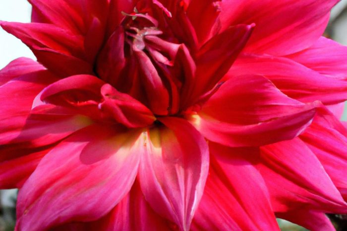 Dalia olbrzymia – co to za roślina i jak ją pielęgnować?