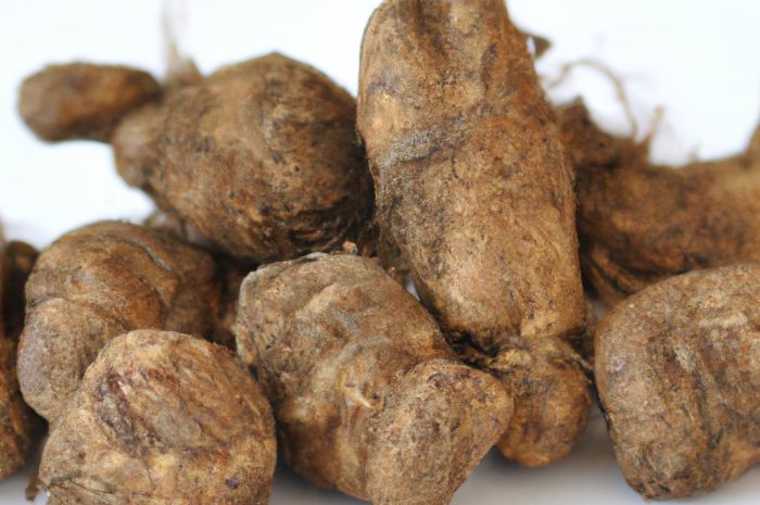 Dawalia – tropikalna paproć, której kłącza przypominają nogi pająka