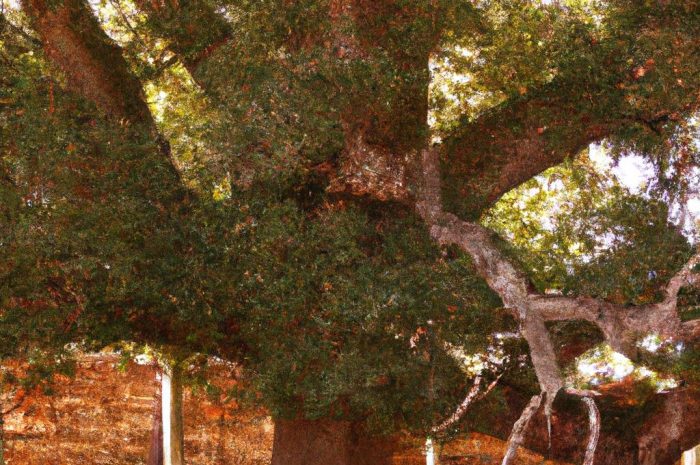 Dąb (Quercus) to zarówno krzew, jak i drzewo z rodziny bukowatych. Sprawdź, czym się charakteryzuje