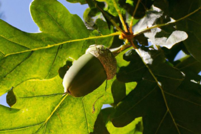 Dąb bezszypułkowy – co warto wiedzieć na temat tego okazu? Sprawdź przydatne informacje i zobacz, jak go hodować!