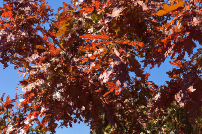 Dąb czerwony – okazałe i odporne drzewo o walorach dekoracyjnych