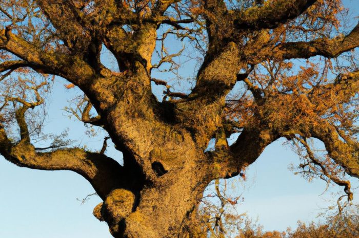 Dąb szypułkowy (Quercus robur) – majestatyczne, długowieczne drzewo!