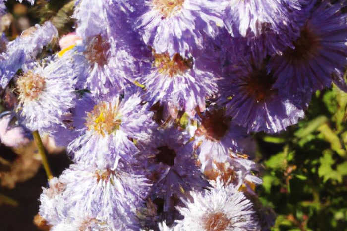 Dąbrówka rozłogowa – bylina rosnąca w gęstych kępach