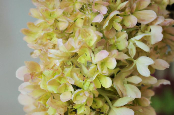 Dębik ośmiopłatkowy – piękna roślina na skalniak