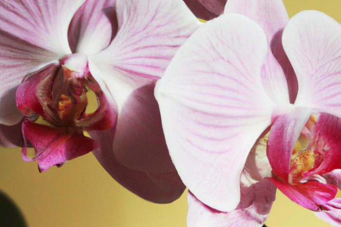 Dendrobium nobile – pielęgnacja i uprawa storczyka Dendrobium