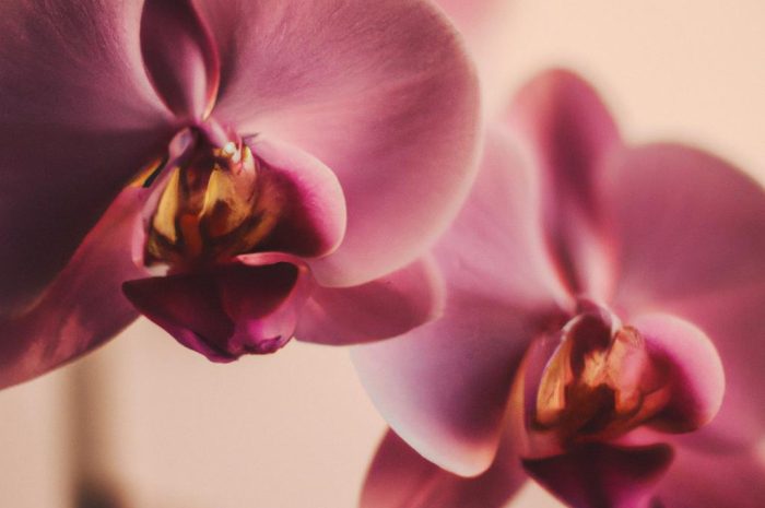 Dendrobium storczyk – czy zakwitnie również w twoim domu? Poradnik uprawy i pielęgnacji