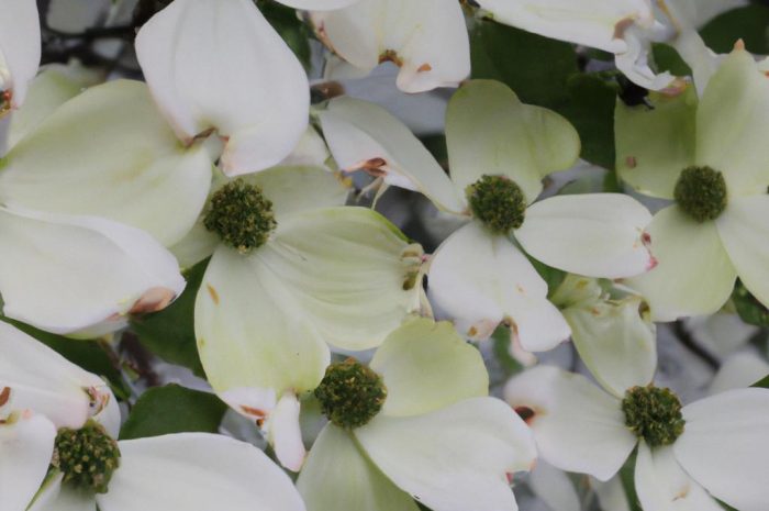 Dereń biały (cornus alba) – odmiany, uprawa i pielęgnacja