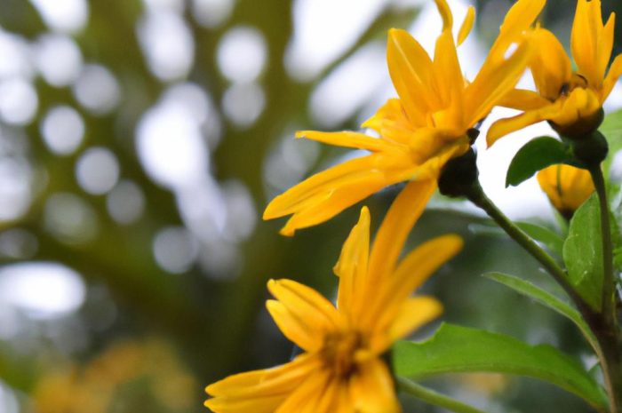 Dereń jadalny (cornus mas) – co warto wiedzieć o tym krzewie i dlaczego warto nabyć jego sadzonki do ogrodu?
