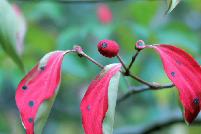 Dereń – jak wygląda ta roślina i jak prawidłowo o nią dbać?