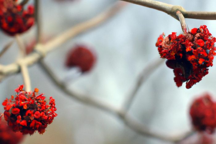 Dereń rozłogowy – uprawa i charakterystyka odmiany Cornus sericea?
