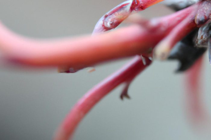 Dereń świdwa (Cornus sanguinea) – uprawa, sadzenie i zastosowanie. Co trzeba wiedzieć o tym ozdobnym krzewie?