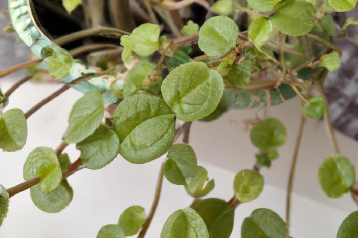 Dichondra – zimowanie i uprawa rośliny doniczkowej