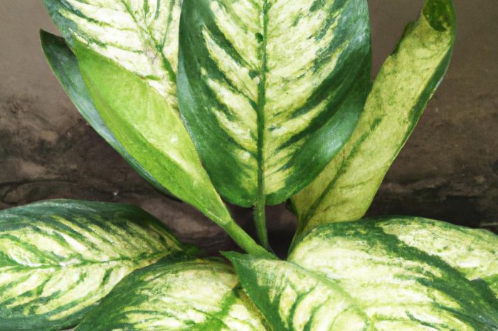 Dieffenbachia seguine to piękna, lecz trująca roślina z nakrapianymi liśćmi