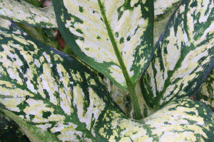 Difenbachia – roślina piękna, a zarazem niebezpieczna