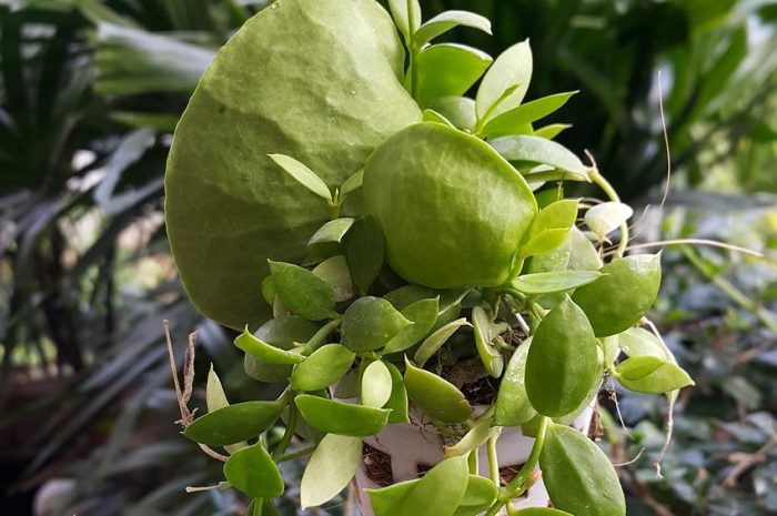 Dischidia – wszystko, co musisz wiedzieć o tym rodzaju kwiatów!