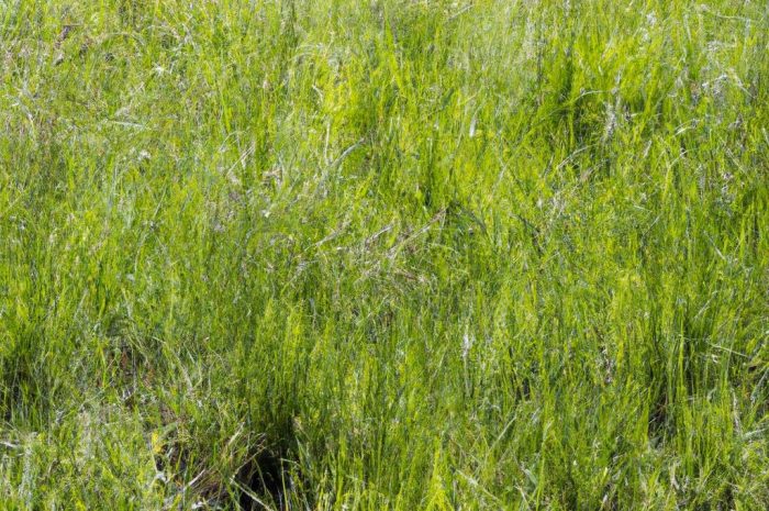 Dlaczego wiechlina łąkowa (Poa pratensis) to gatunek trawy godny uwagi? Sadzenie, uprawa i pielęgnacja